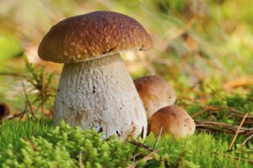 Corso formativo di preparazione ed esame per il rilascio dell&#39;idoneit&#224; alla vendita e alla somministrazione di funghi epigei freschi spontanei.