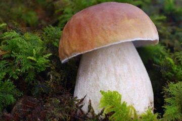 Corso formativo vendita funghi