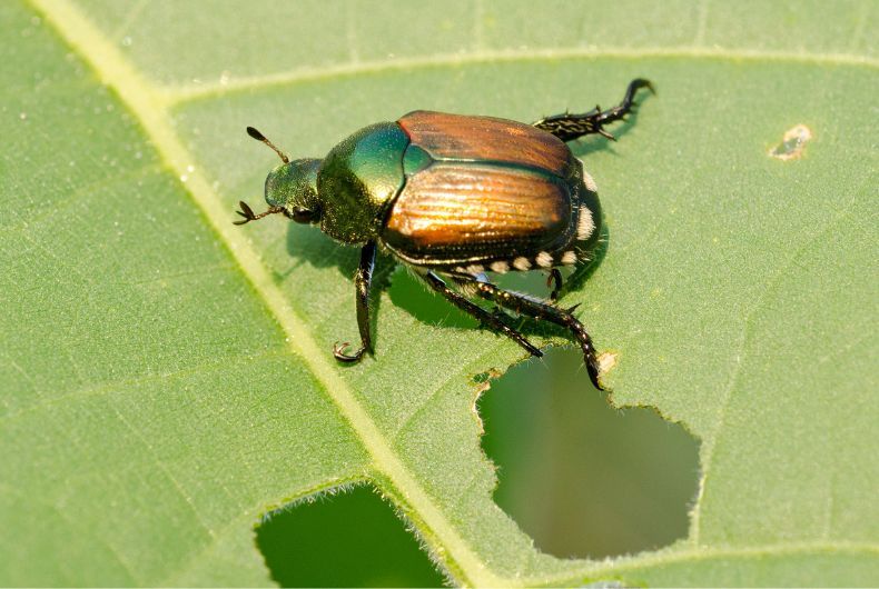 Popillia japonica